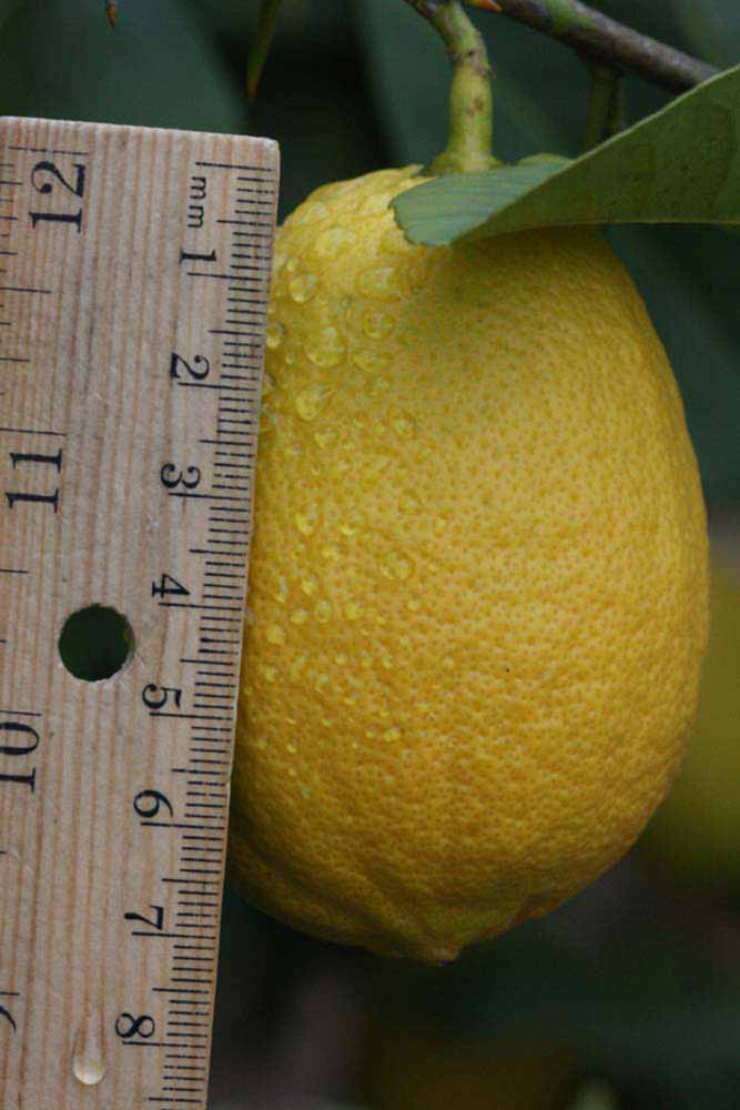              Fruit (Riverside, CA)       